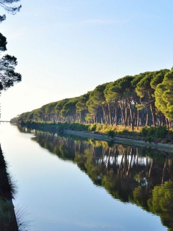 parco-san-rossore-1024x768-1